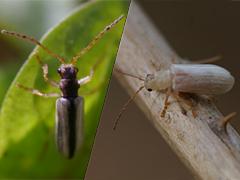 Western Fruit Beetle